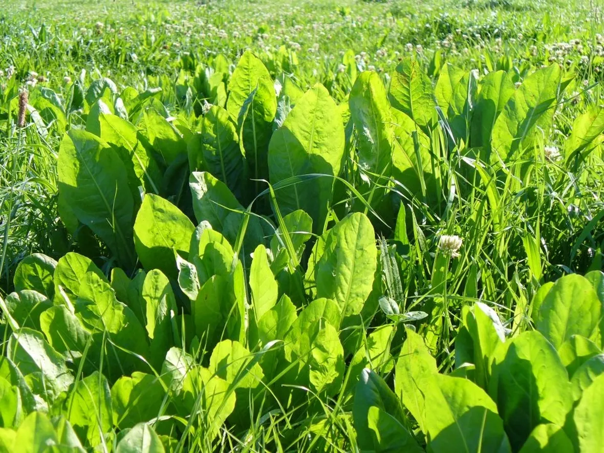 Pianta di cicoria