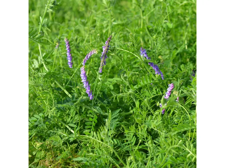 Piante erbacee
