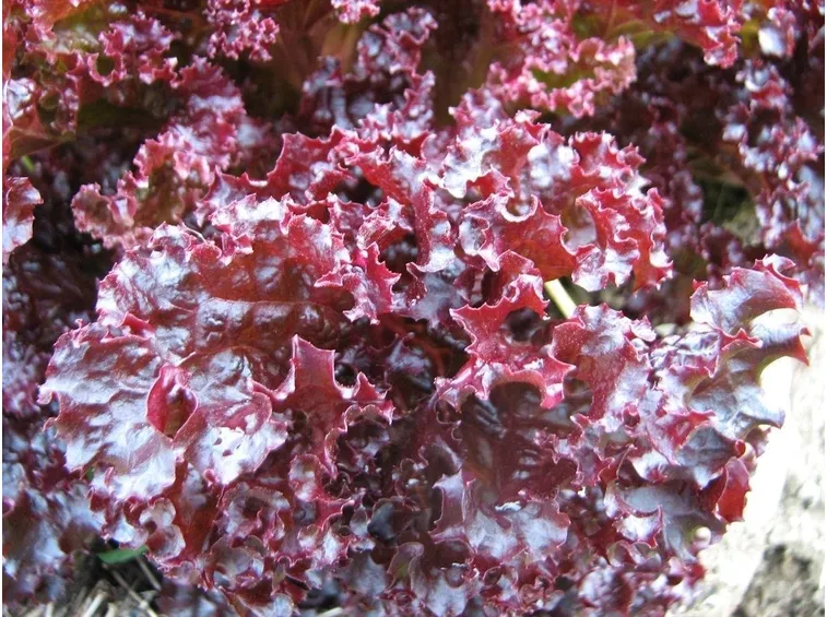 lattuga lollo rossa