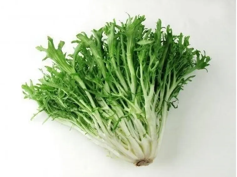 lattuga riccia di trieste
