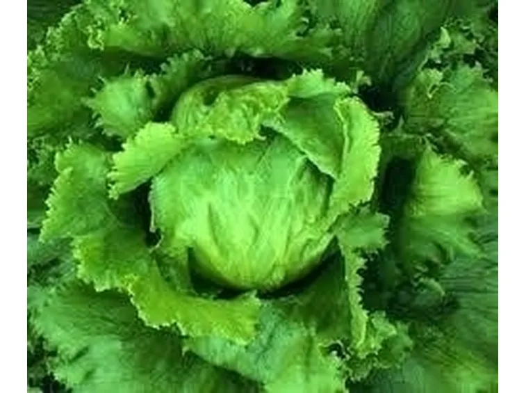 lattuga
