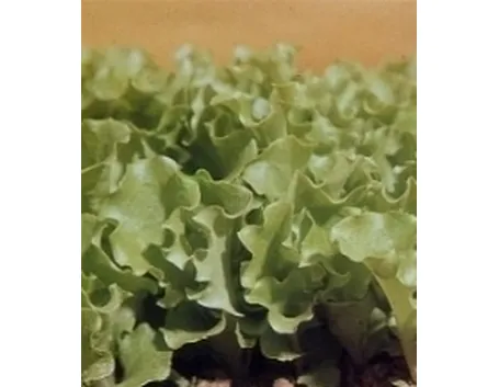 lattuga
