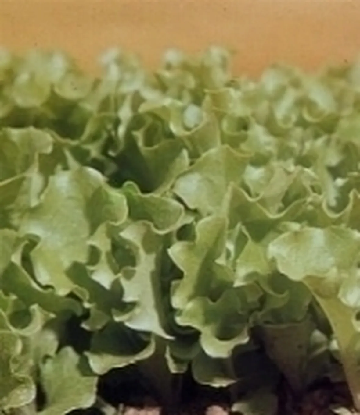lattuga
