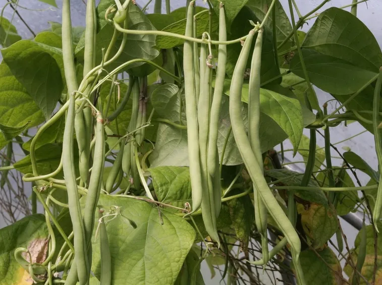 Fagiolini pronti per la raccolta