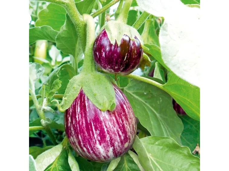 pianta di melanzana rosa