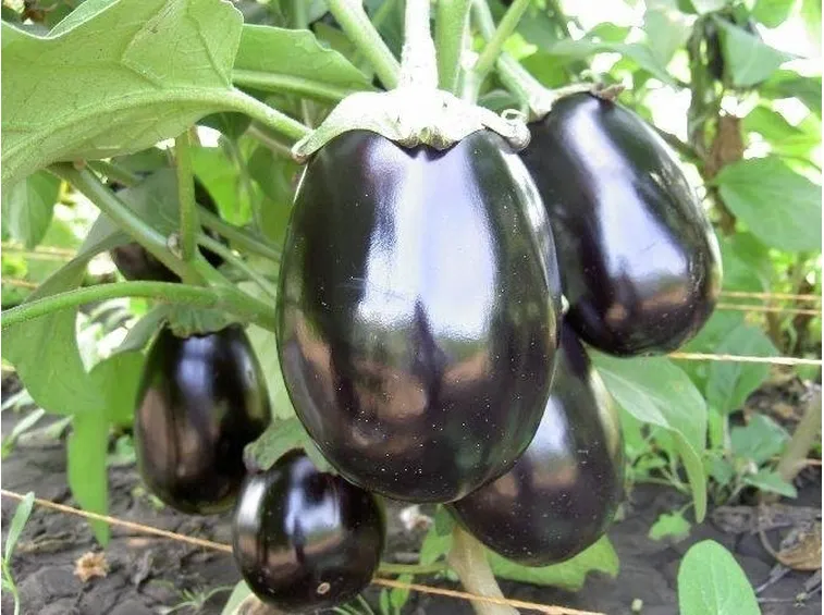 melanzana
