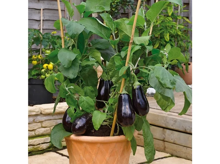 melanzana pianta