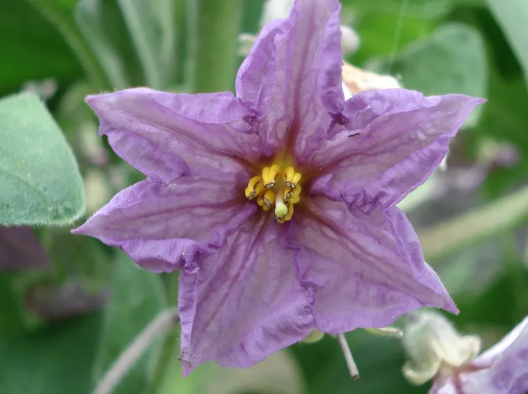 melanzana fiore
