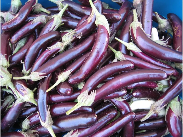 melanzana lunga
