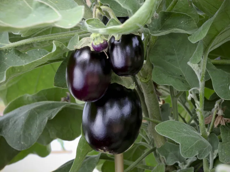 melanzana