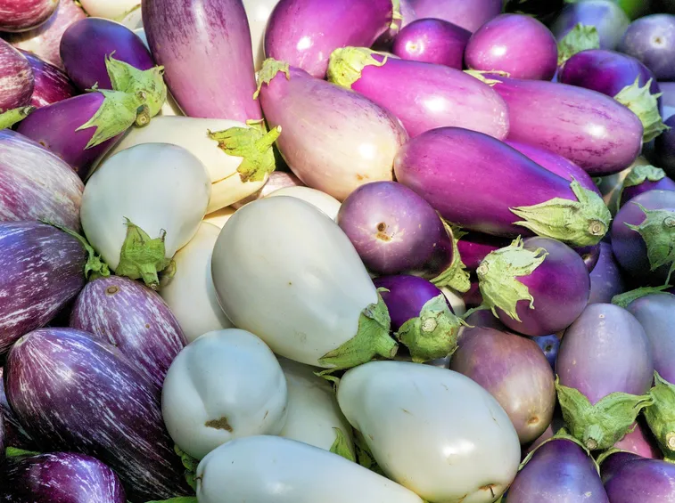 melanzana varietà