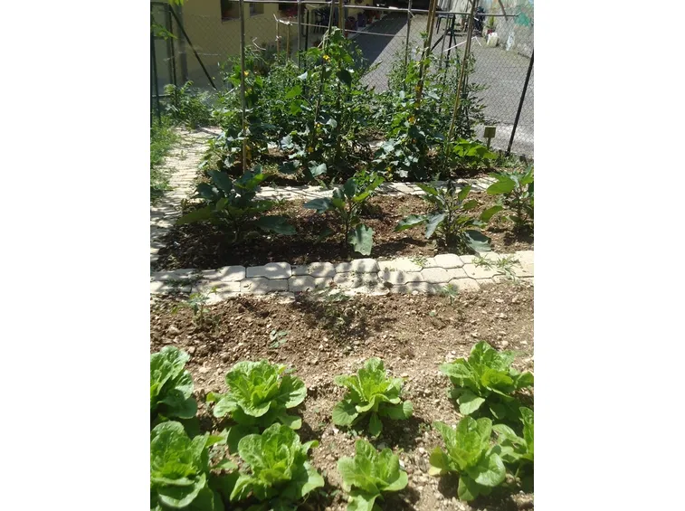 Piccolo orto da giardino