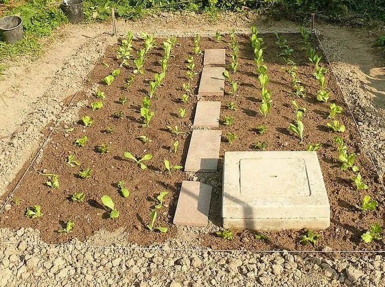 piantine di insalata trapiantate