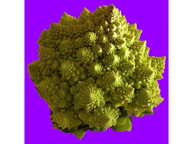 cavolo romanesco