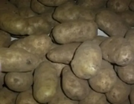 Patate gialle