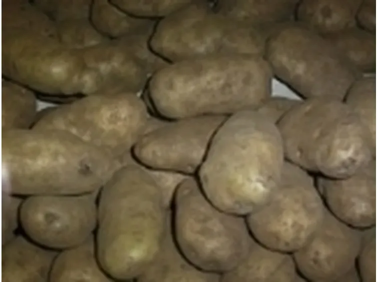 Patate gialle