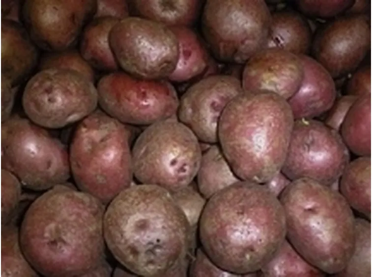 Patate rosse