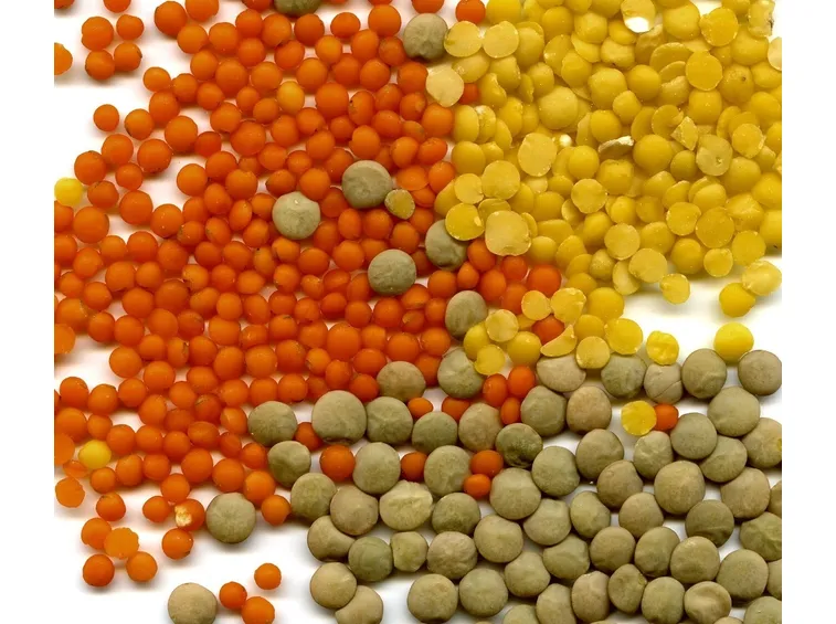 Lenticchie di diversi colori e dimensioni
