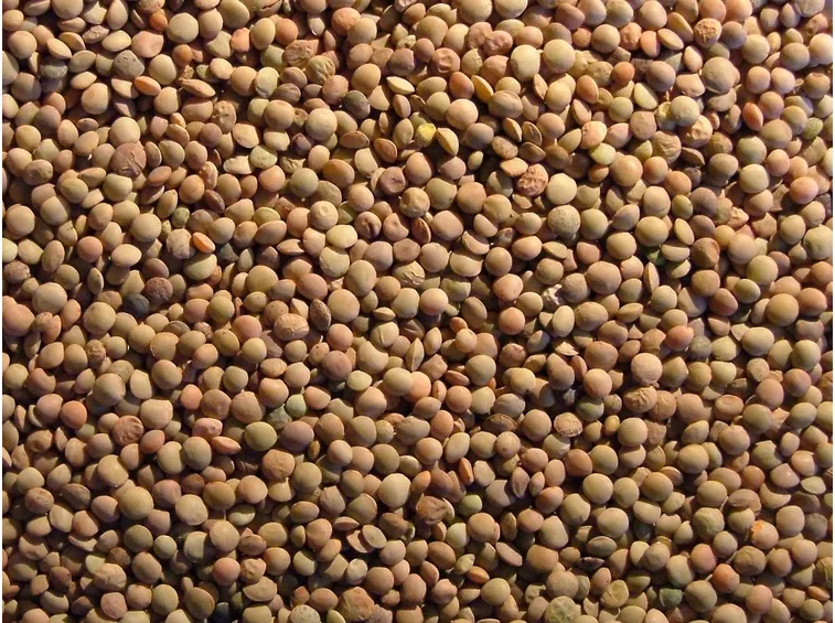 Lenticchie essiccate e pronte alla distribuzione