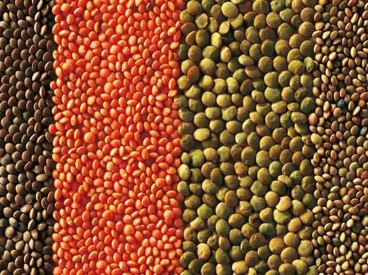 Varietà pregiate di lenticchie