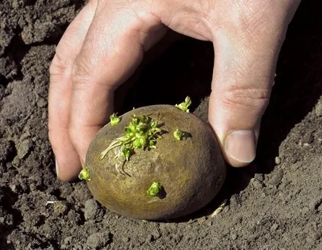 patata appena raccolta
