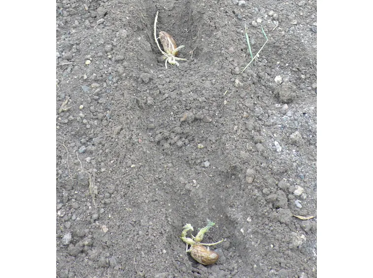 patate nel terreno