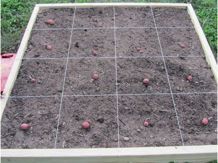 patate coltivate in giardino