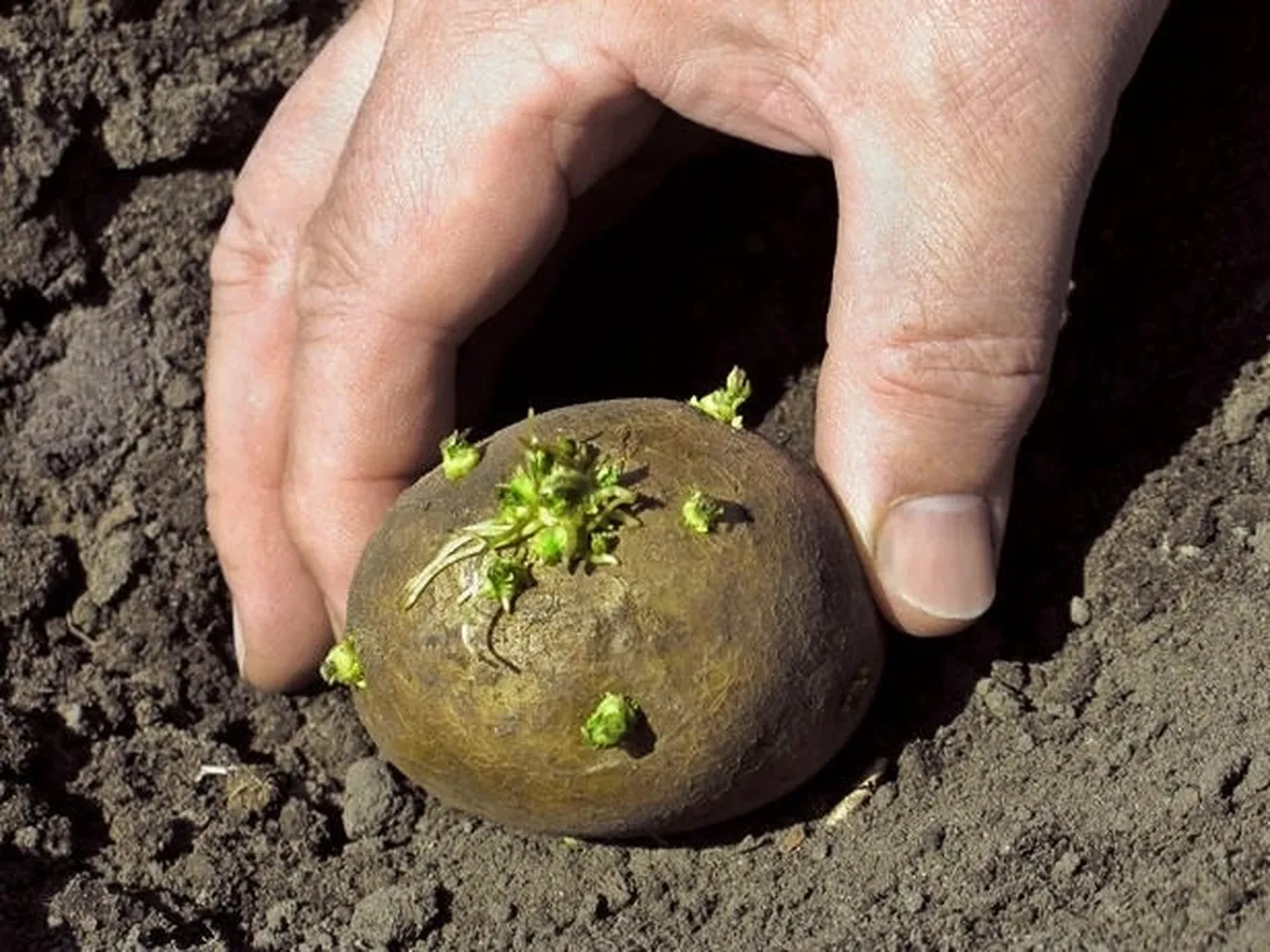 patata appena raccolta