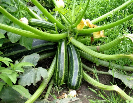 Zucchine pronte per la raccolta