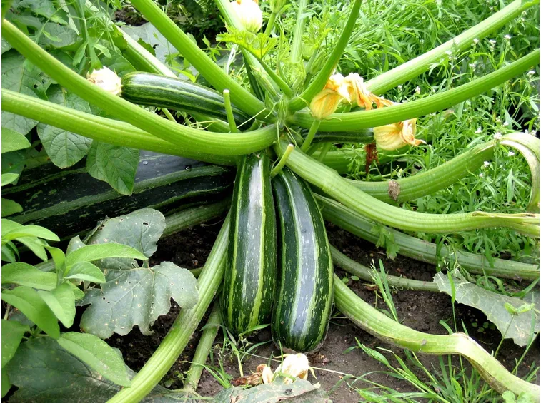 Zucchine pronte per la raccolta