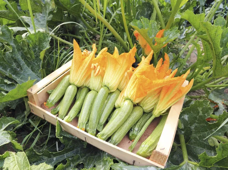 Zucchine con fiori commestibili