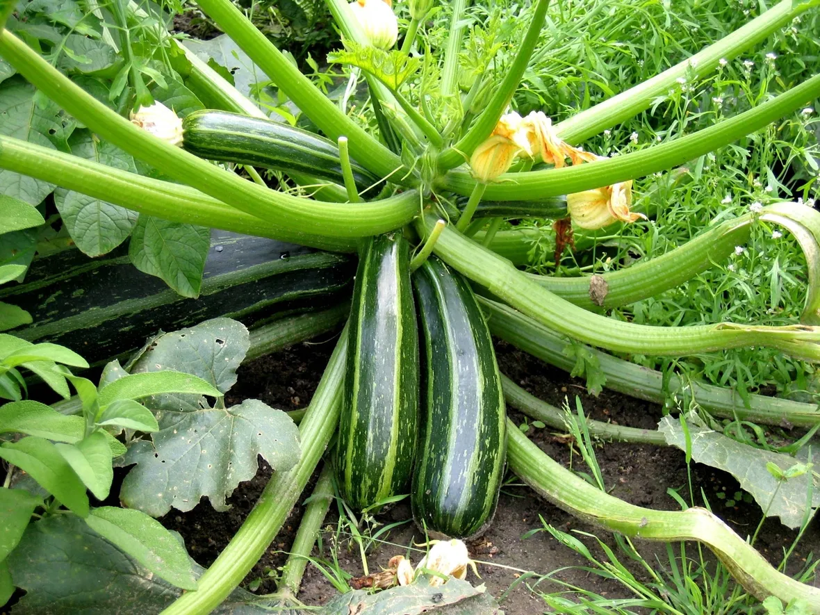 Zucchine pronte per la raccolta