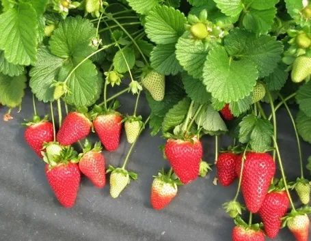 pianta fragola