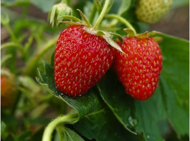 fragole sul balcone