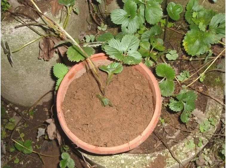 piante di fragole terreno