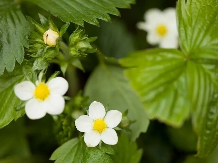 fiore di fragola