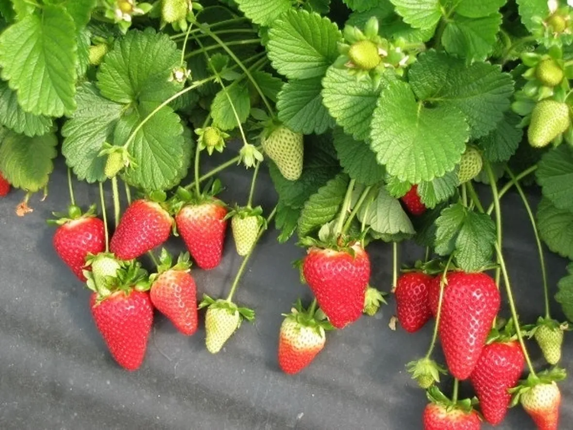 pianta fragola