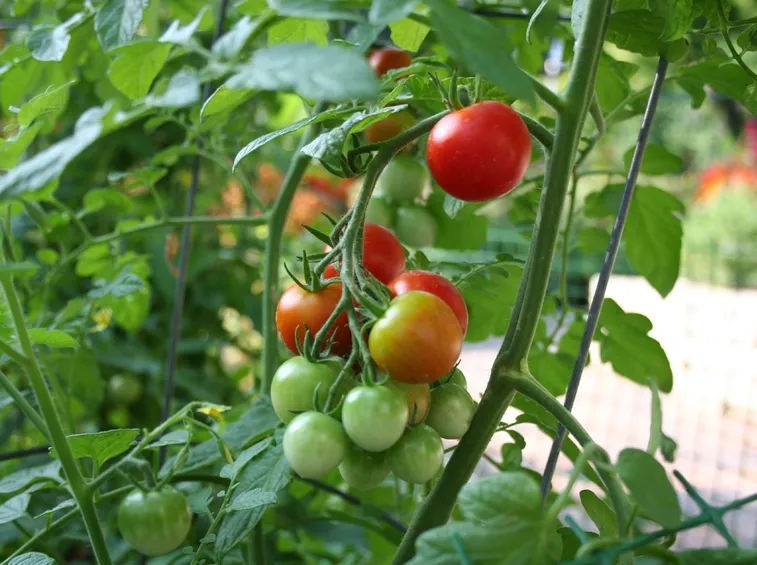 Pomodori da orto estivo