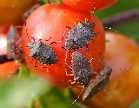 Cimici pomodoro