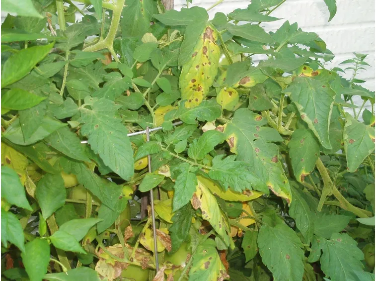 Ruggine piante