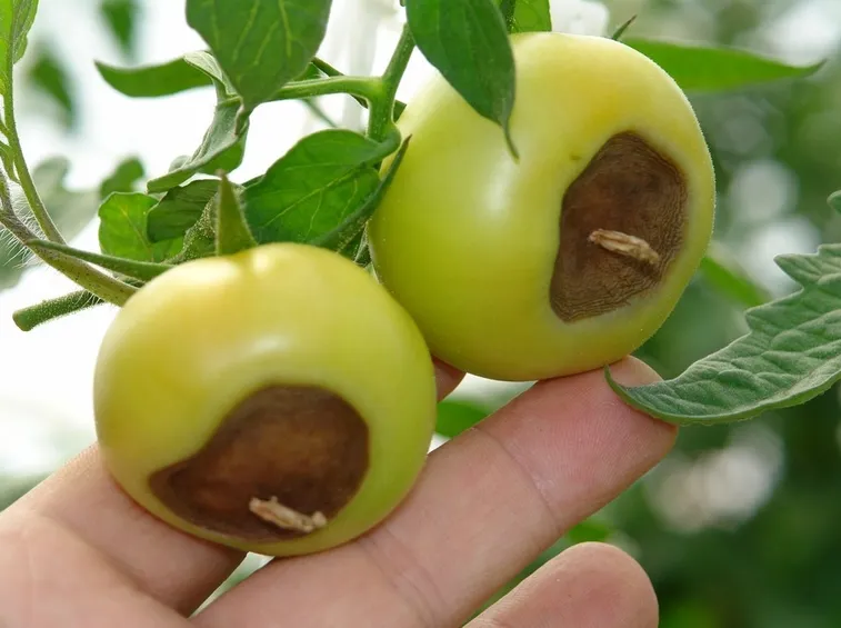 Marciume apicale