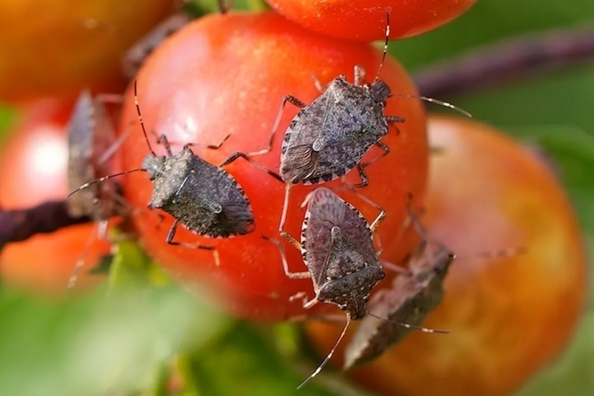 Cimici pomodoro