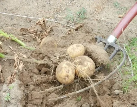 Quando piantare le patate