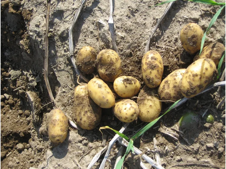 Come piantare le patate