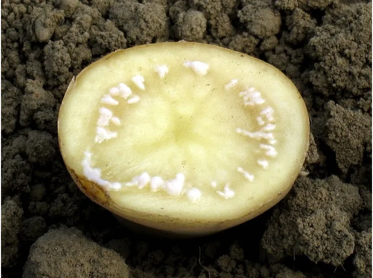 Malattie delle patate