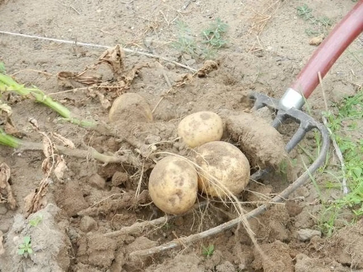 Quando piantare le patate