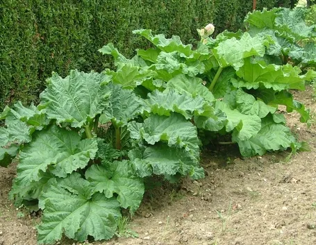 Pianta rabarbaro