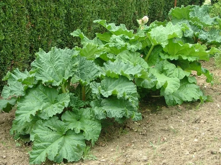 Pianta rabarbaro