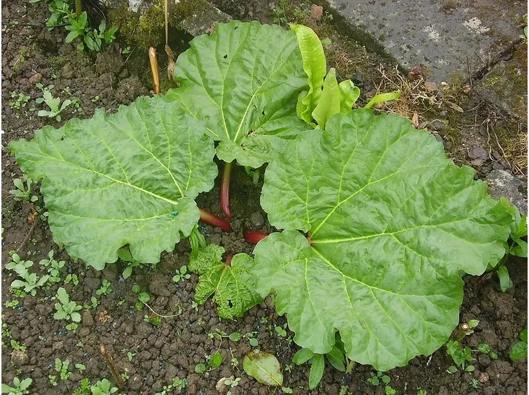 Rabarbaro dimora