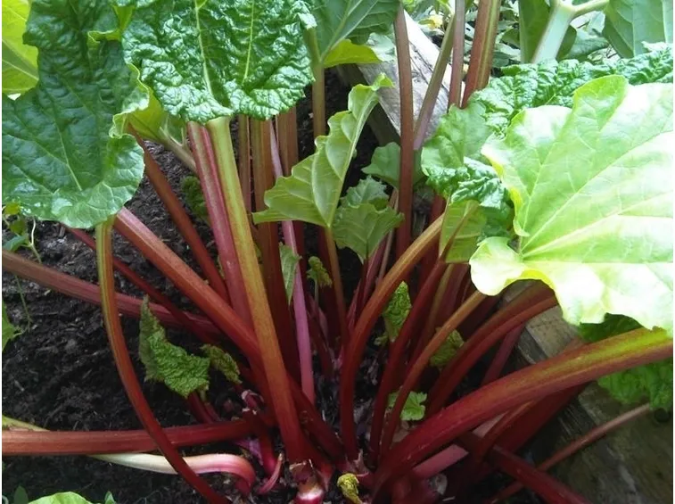 Germoglio rabarbaro
